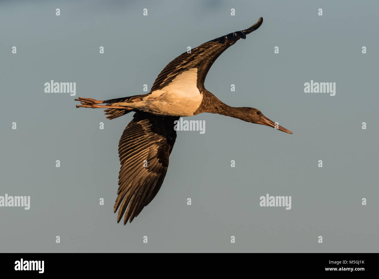 Juvenile Schwarzstorch Ciconia nigra Stockfoto