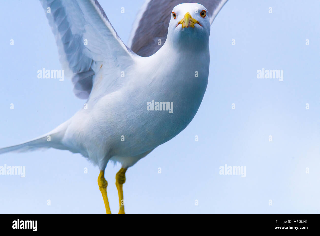 Gelbe Legged Gull (Larus Michahellis) fliegen um ein Schiff, auf der Suche nach Essen Stockfoto