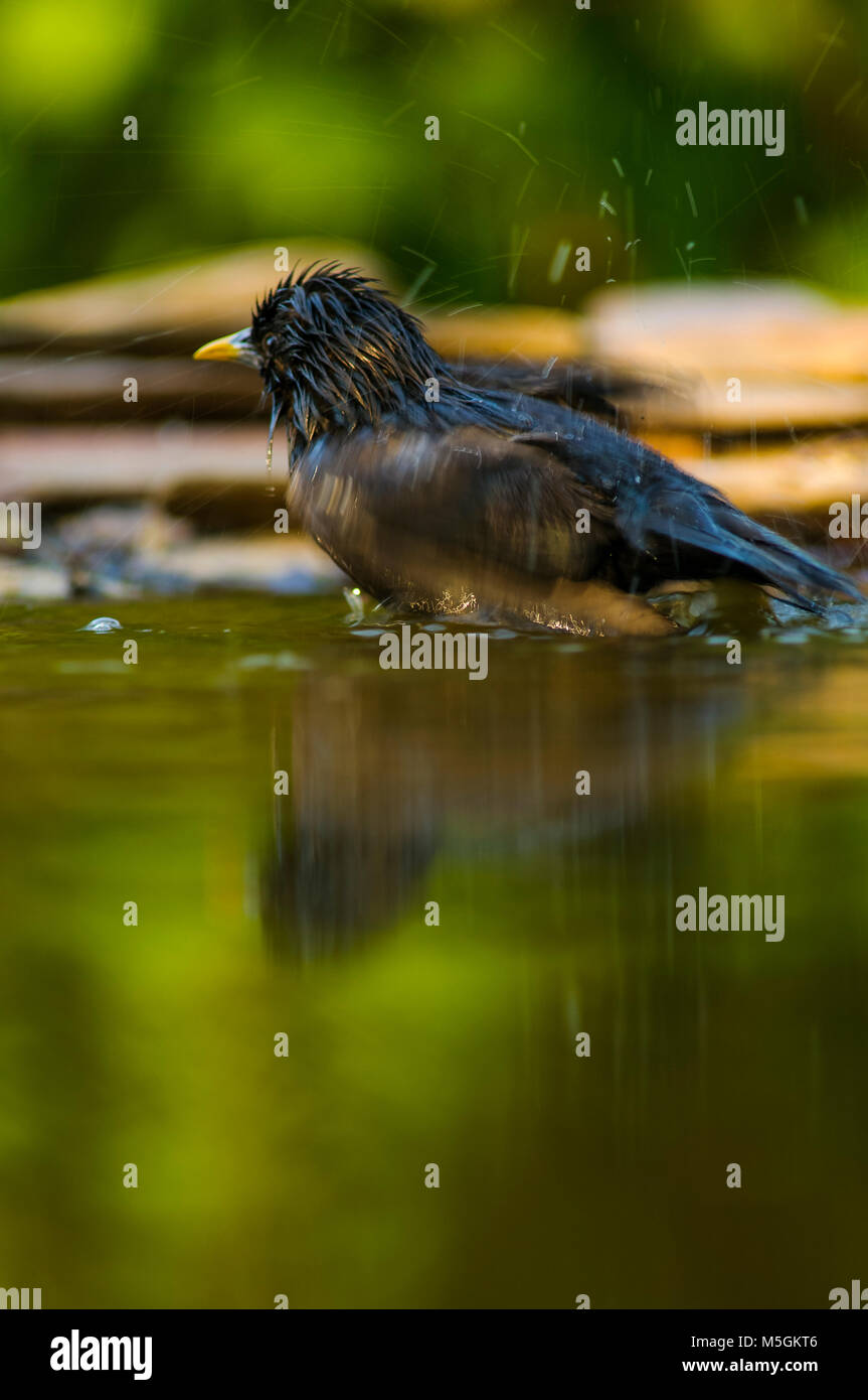 Star (Sturnus unicolor), Baden, heißer Sommer, thristy Stockfoto