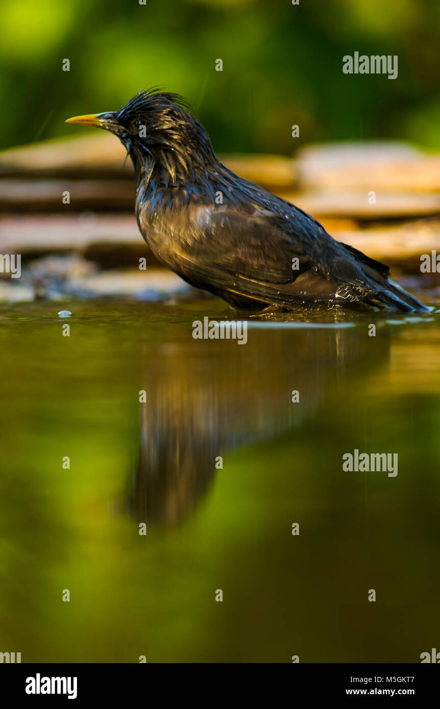 Star (Sturnus unicolor), Baden, heißer Sommer, thristy Stockfoto