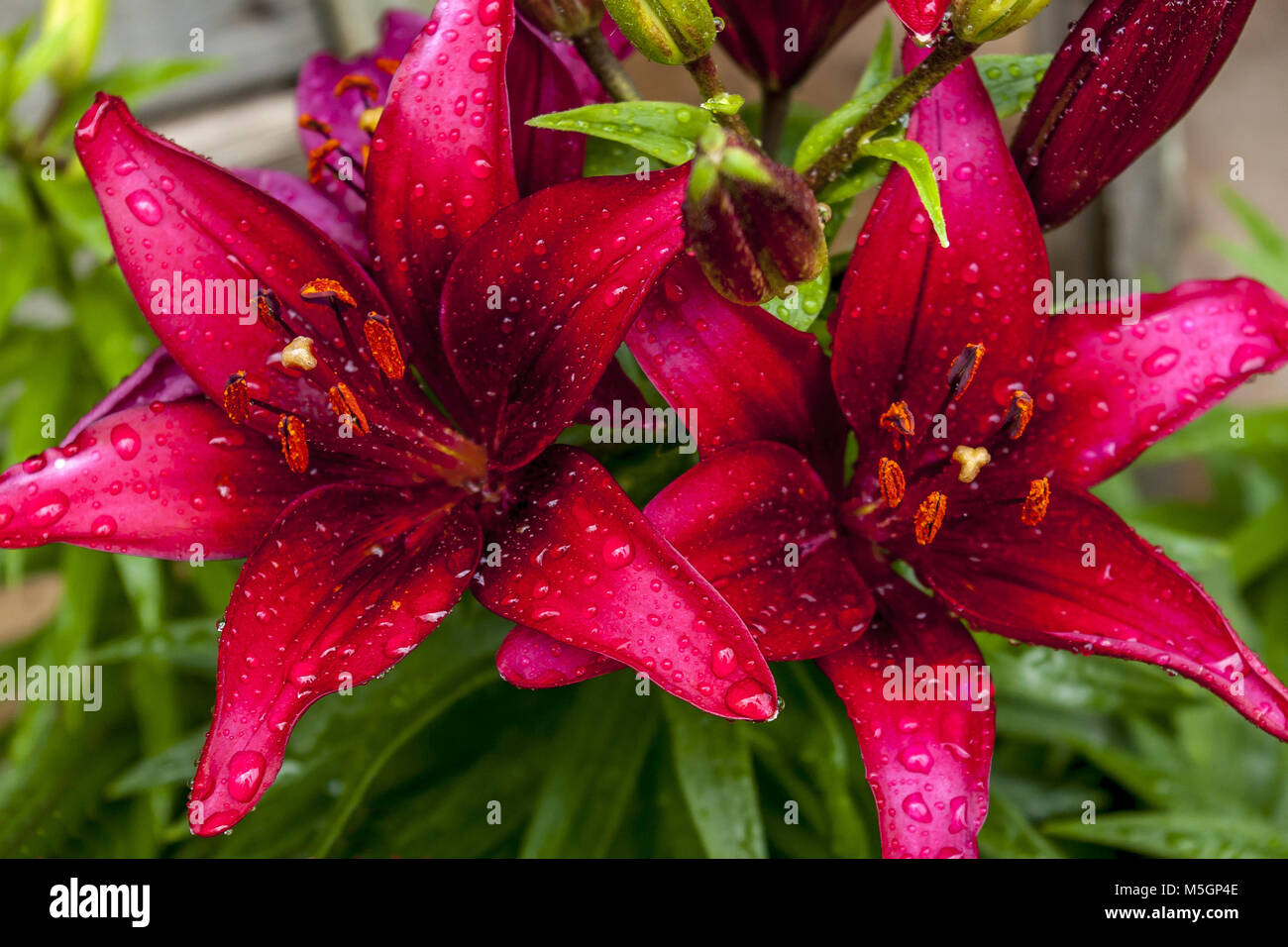 Nahaufnahme des farbigen zwei Wein Lilien mit Wassertropfen auf die Blütenblätter Stockfoto