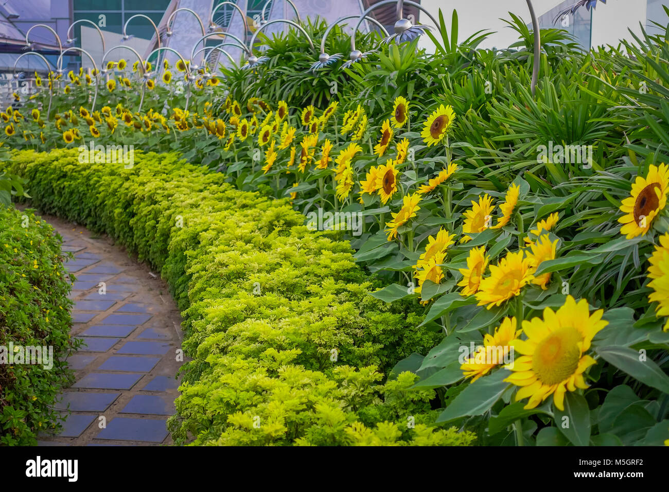 In der Nähe von Sunflower Garten innerhalb der Flughafen Singapur Changi Stockfoto
