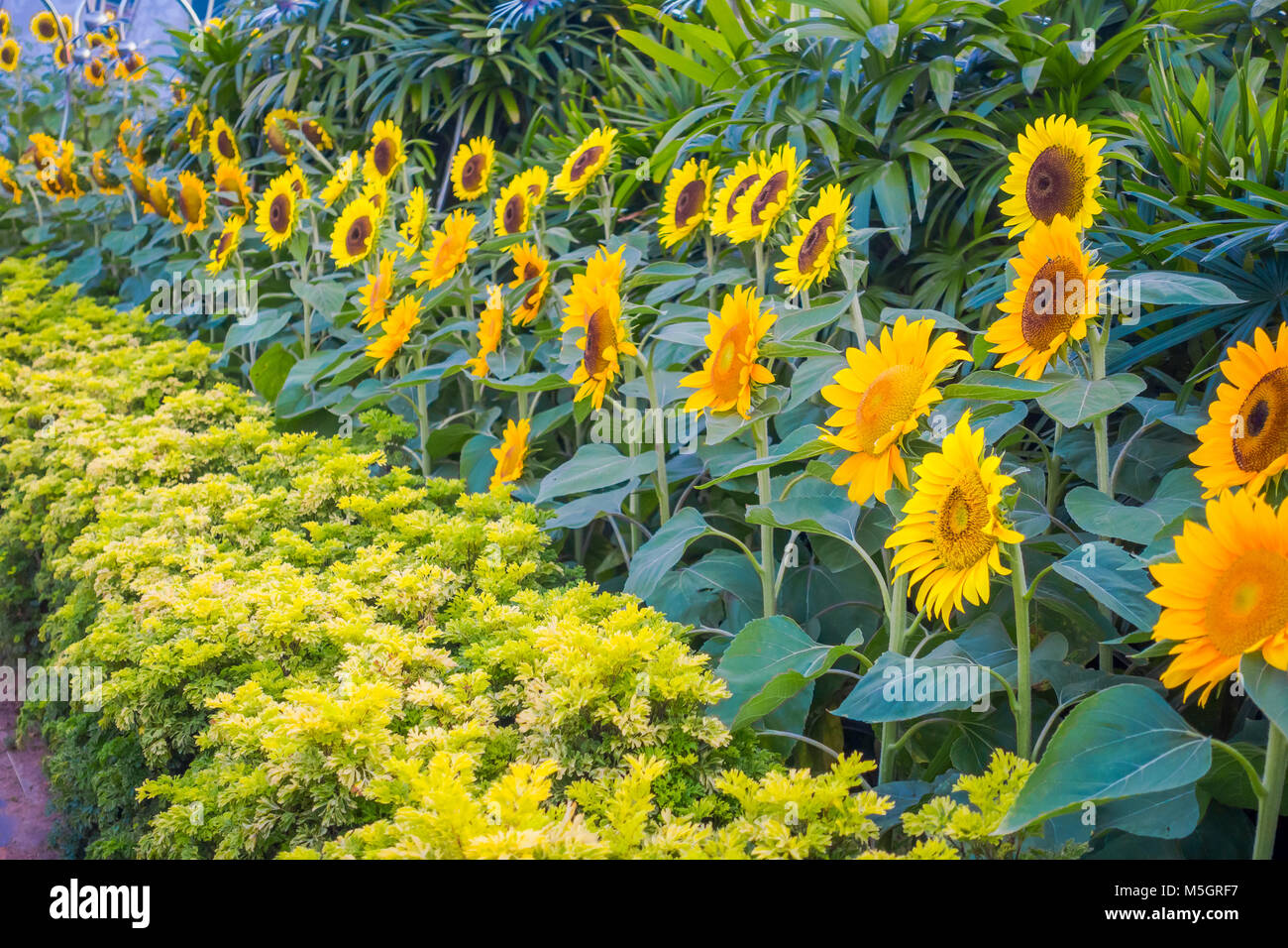 In der Nähe von Sunflower Garten innerhalb der Flughafen Singapur Changi Stockfoto