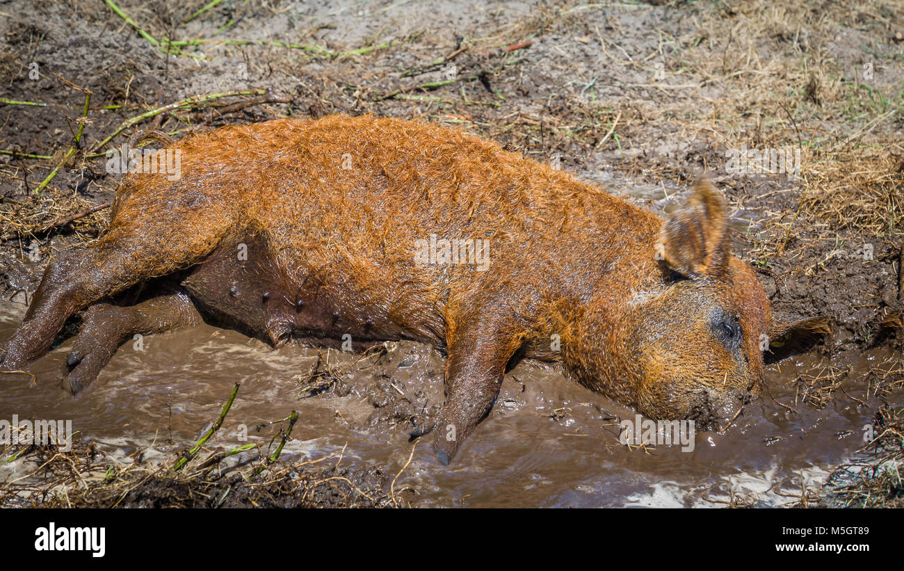 Hungarain Mangalica Schwein Stockfoto