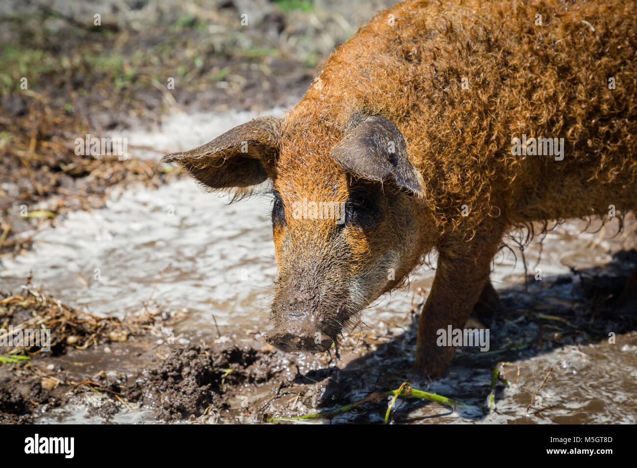 Hungarain Mangalica Schwein Stockfoto