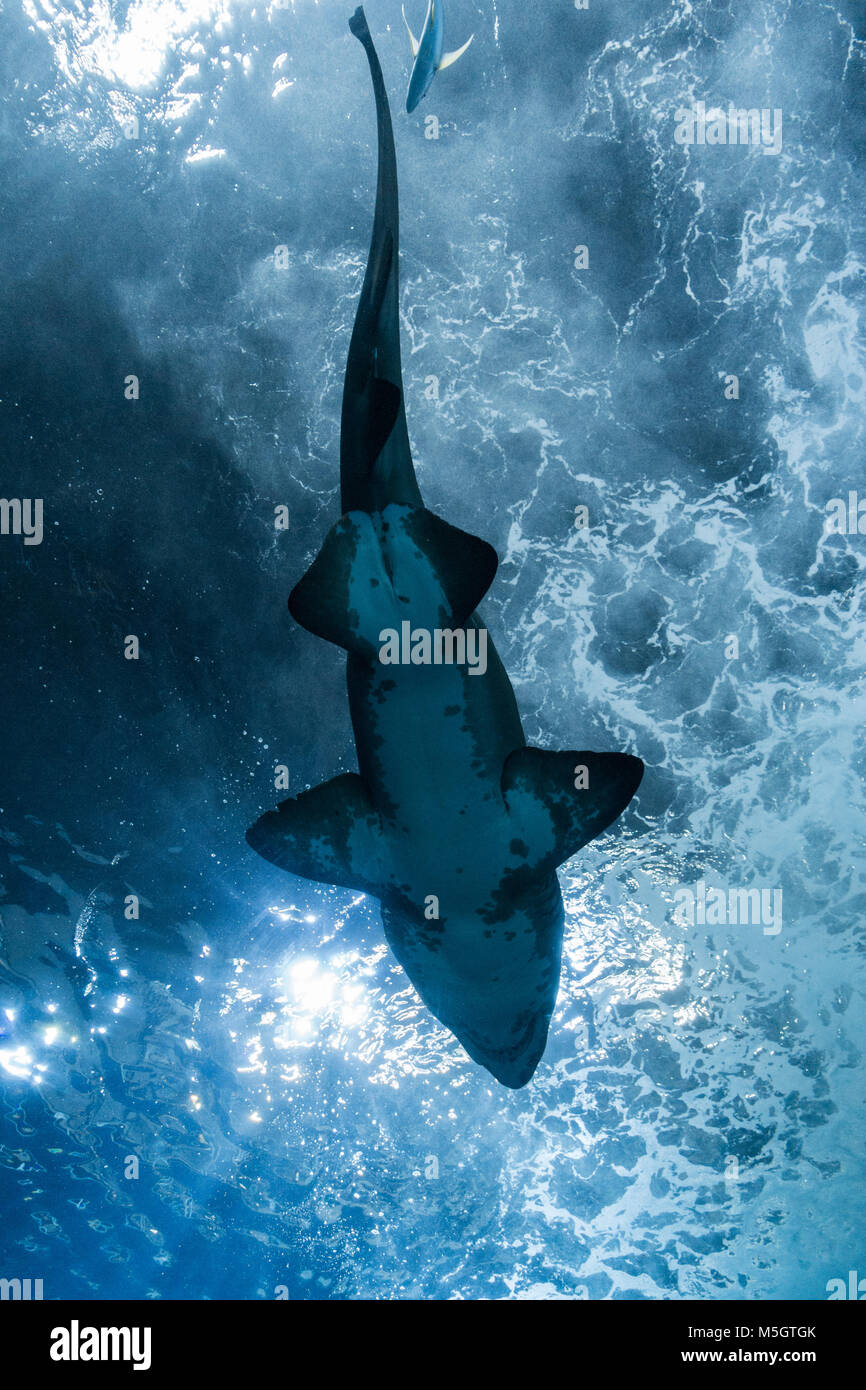 Hai in Poema del Mar, neues Aquarium in Las Palmas, Gran Canaria, Kanarische Inseln, Spanien Stockfoto