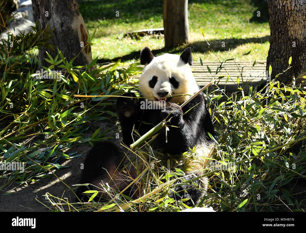 Madrid. 23 Feb, 2018. Foto am 13.02.23, 2018 zeigt ein riesiger Panda in Zoo Aquarium in Madrid, Spanien. Der ehemalige spanische Königin Sofia, begleitet von den chinesischen Botschafter in Madrid Lyu Ventilator, am Freitag den Vorsitz über eine symbolische Unterschrift einer Verlängerung Abkommen zwischen Spanien und China über die Darlehens- und Naturschutzprojekt der Riesenpandas. Quelle: Guo Qiuda/Xinhua/Alamy leben Nachrichten Stockfoto