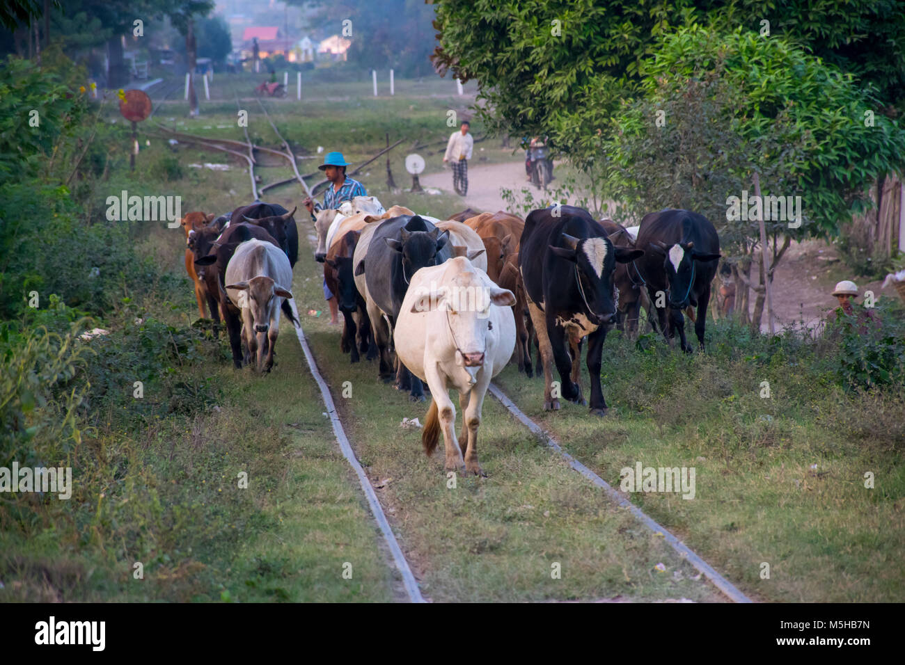 Buffalo, Getrieben über den Zug in Hsipaw, Myanmar Titel Stockfoto
