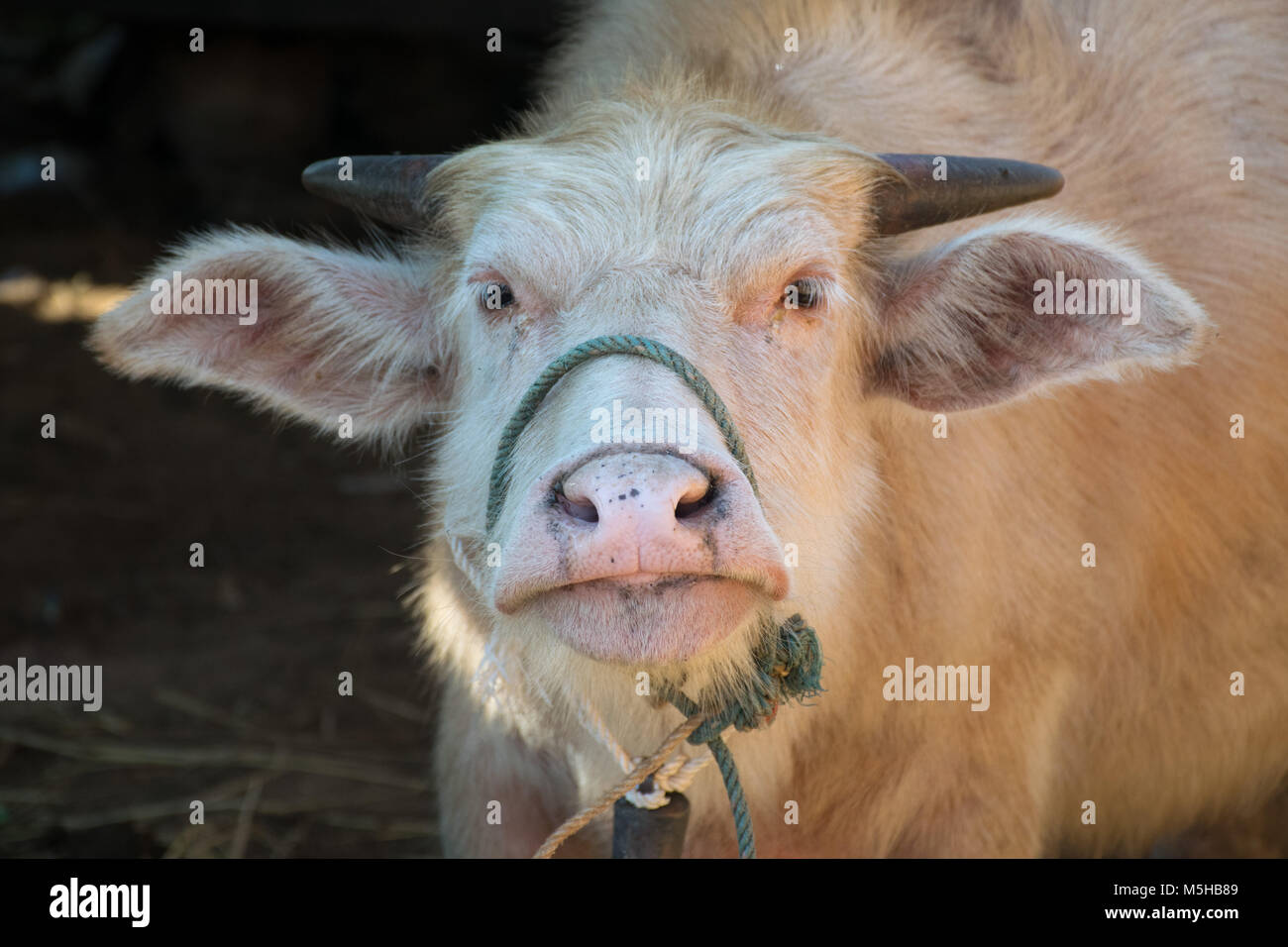 Die burmesische Büffel in Hsipaw Stockfoto