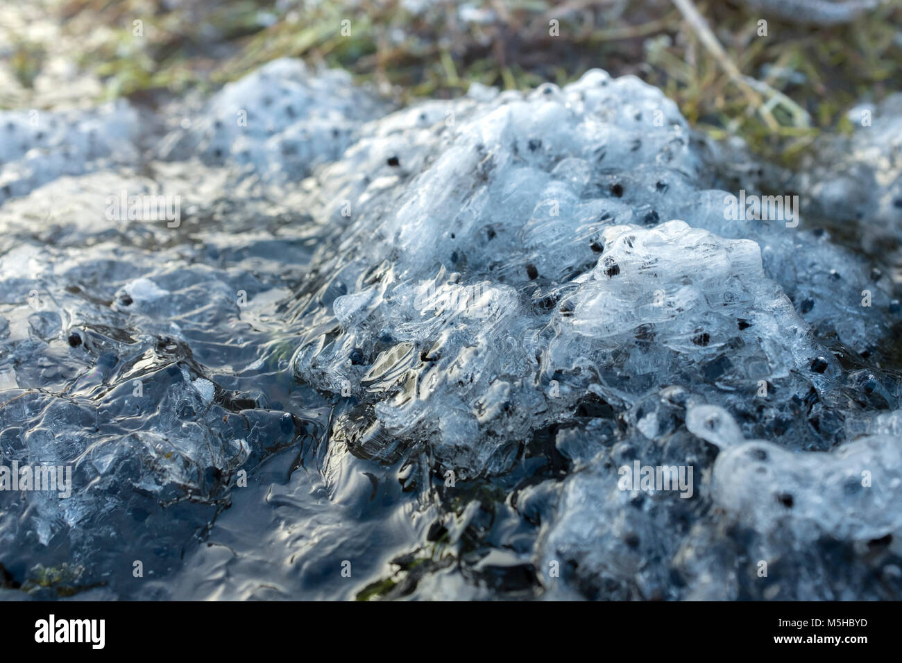 Gefrorener Frosch in einen Garten Teich in Wales laichen. Stockfoto