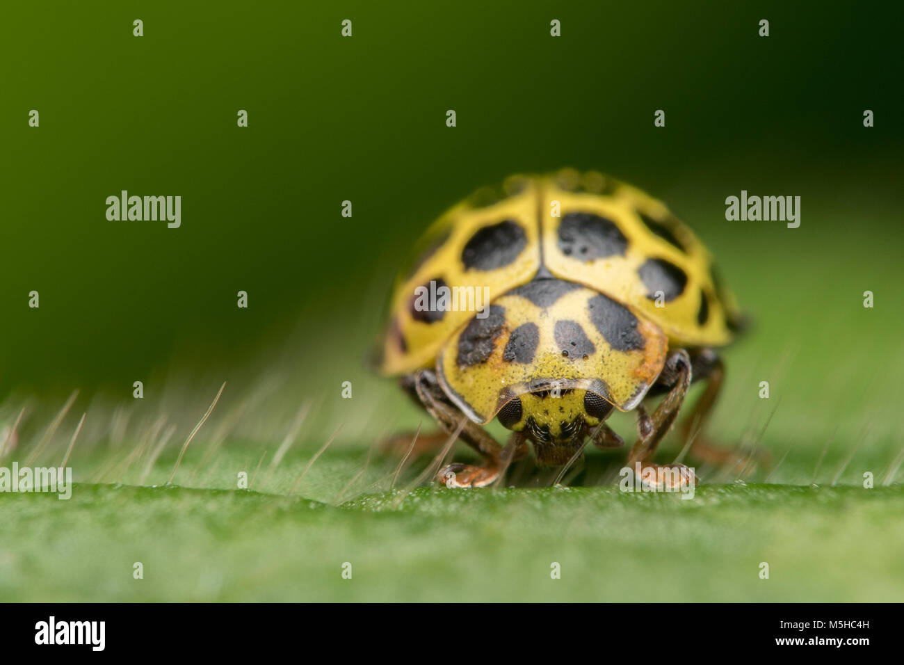 Frontalansicht des 22-spot Ladybird (Psyllobora 22-punctata) zu Fuß auf Blatt. Tipperary, Irland Stockfoto