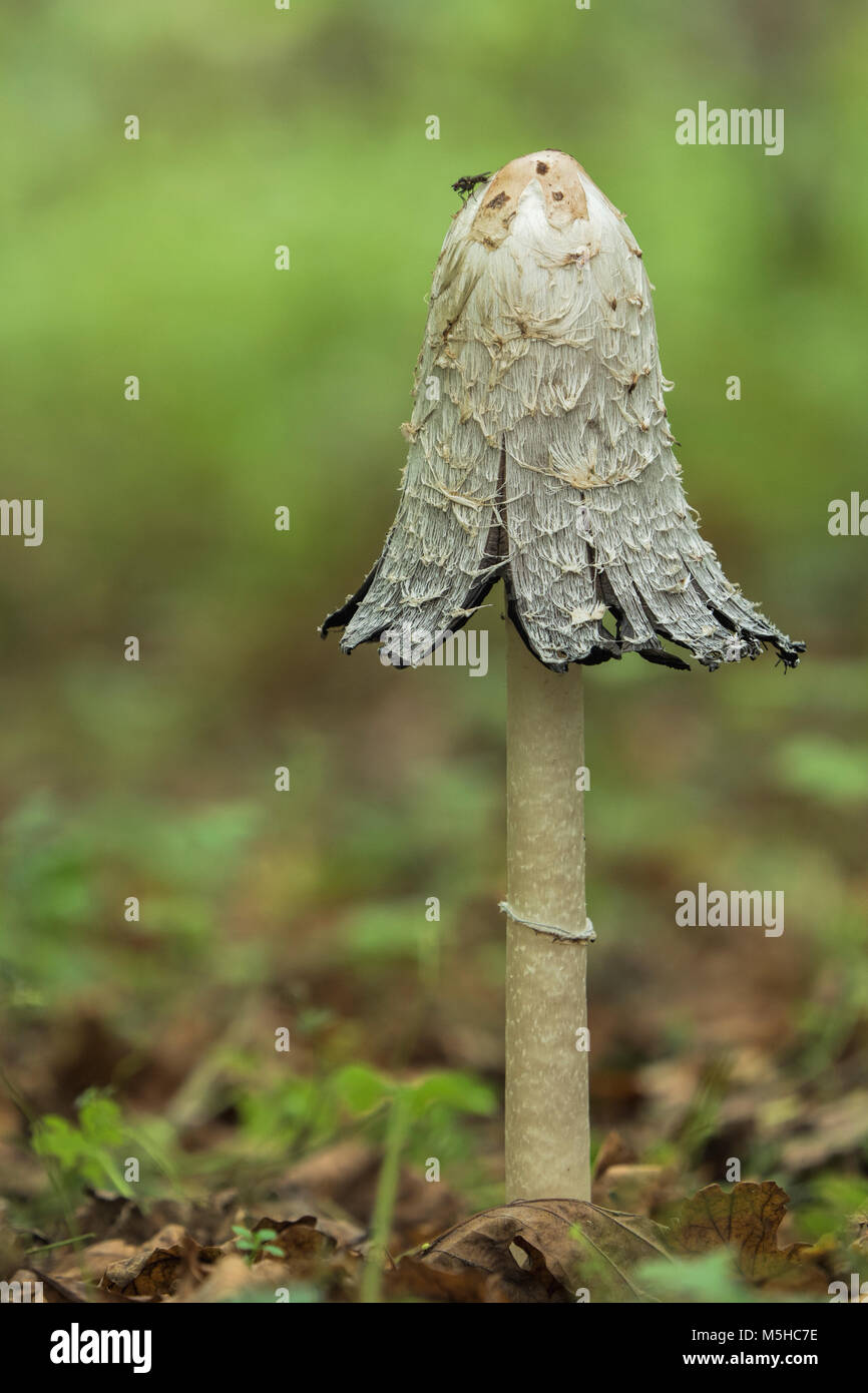 Shaggy Inkcap Pilz (Coprinus comatus) mit Fliege auf die Oberseite thront. Tipperary, Irland Stockfoto