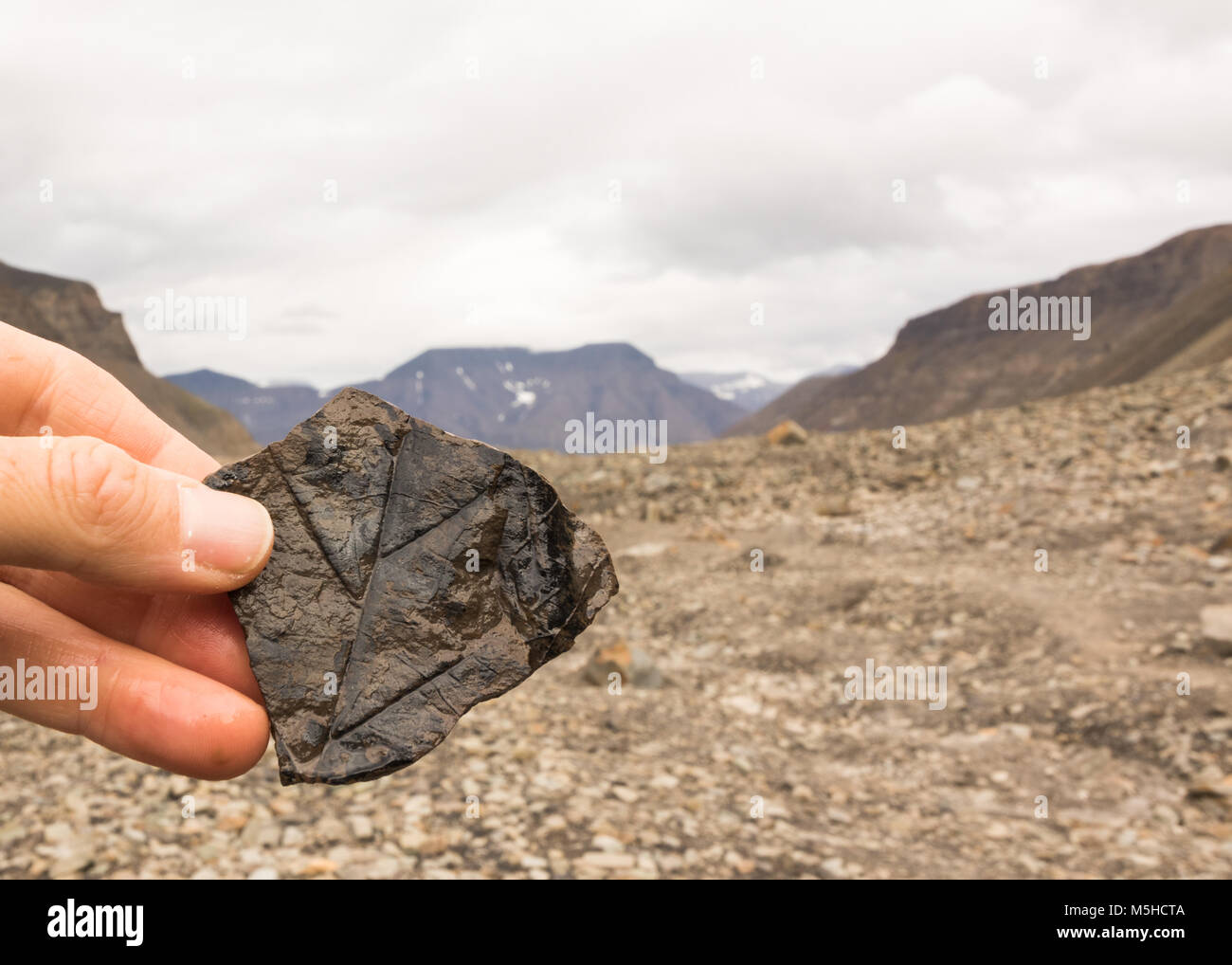 Weibliche hand mit einem Stein mit fossilen Blätter. Die Berge im Hintergrund. Longyearbyen, Spitzbergen auf Svalbard Norwegen Stockfoto