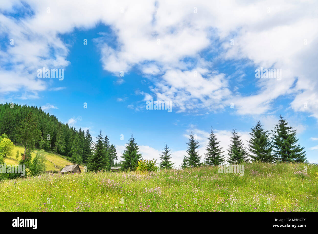 Super Sommer Landschaft mit den Karpaten Berge und Wiesen voller Blumen, Holzhütten, und Wälder, unter einem Himmel mit weißen Wolken. Stockfoto