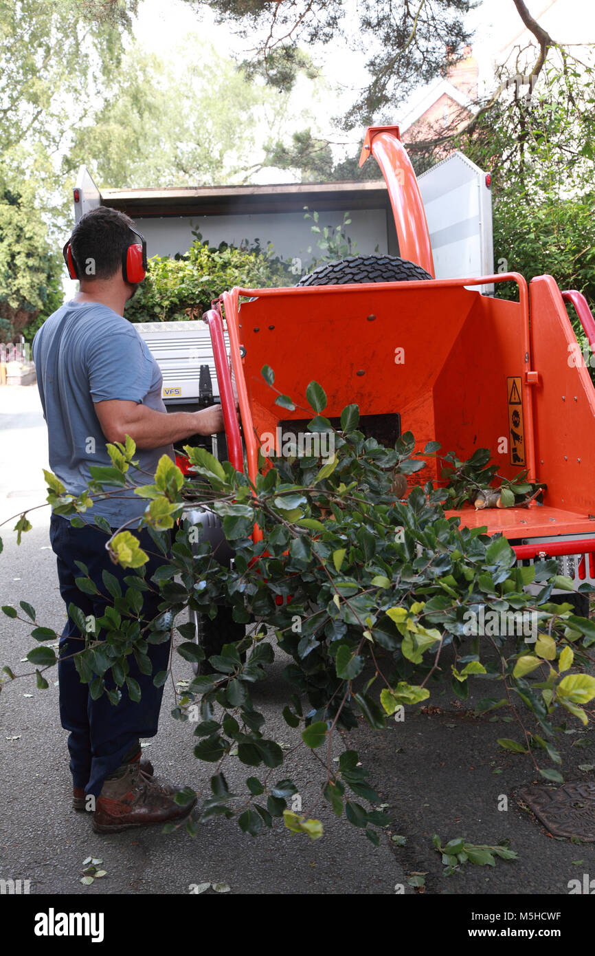 Timberwolf Stockfotos Und Bilder Kaufen Alamy
