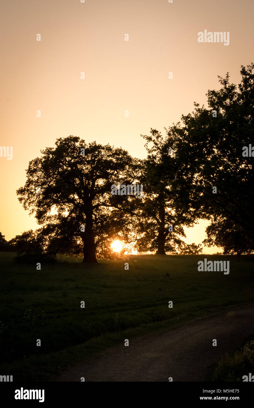 Einstellung Sonne durch einige Bäume Stockfoto