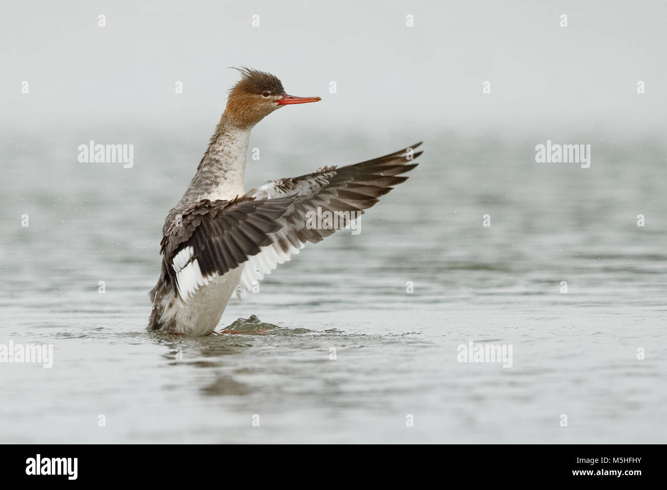 Weiblich Red-breasted Merganser dryings (Mergus serrator) seine Flügel nach dem Baden - Pinellas County, Florida Stockfoto