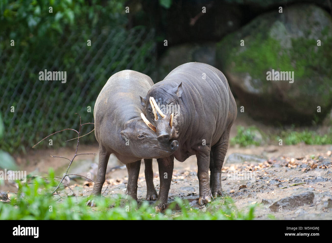 Schöne isoliert Foto von ein paar wilde Schweine im Wald Stockfoto