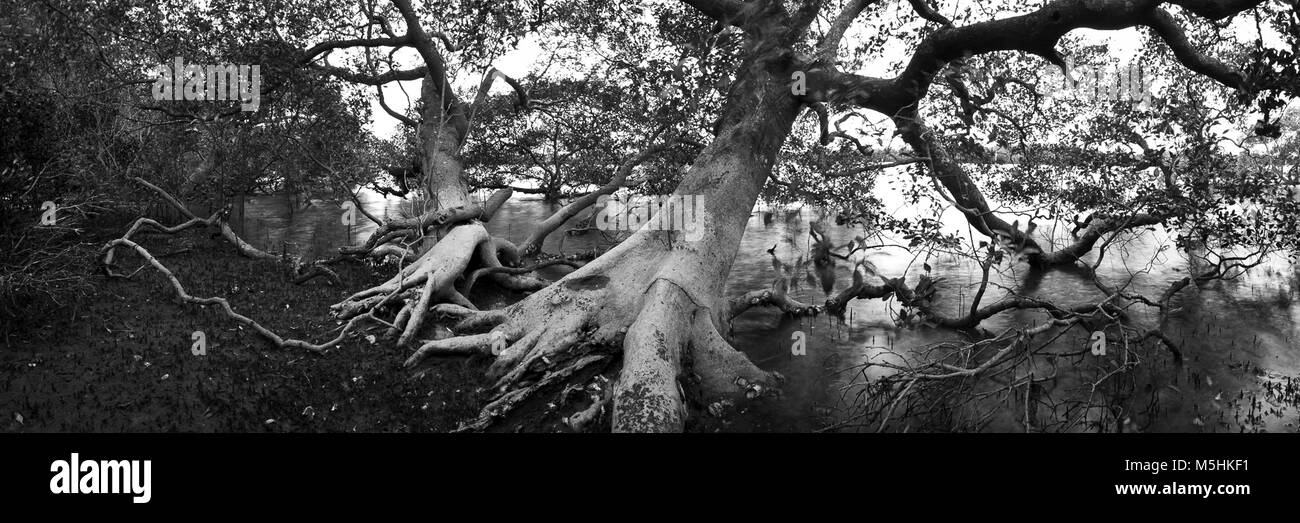 Lemon Tree Passage, NSW. Stockfoto