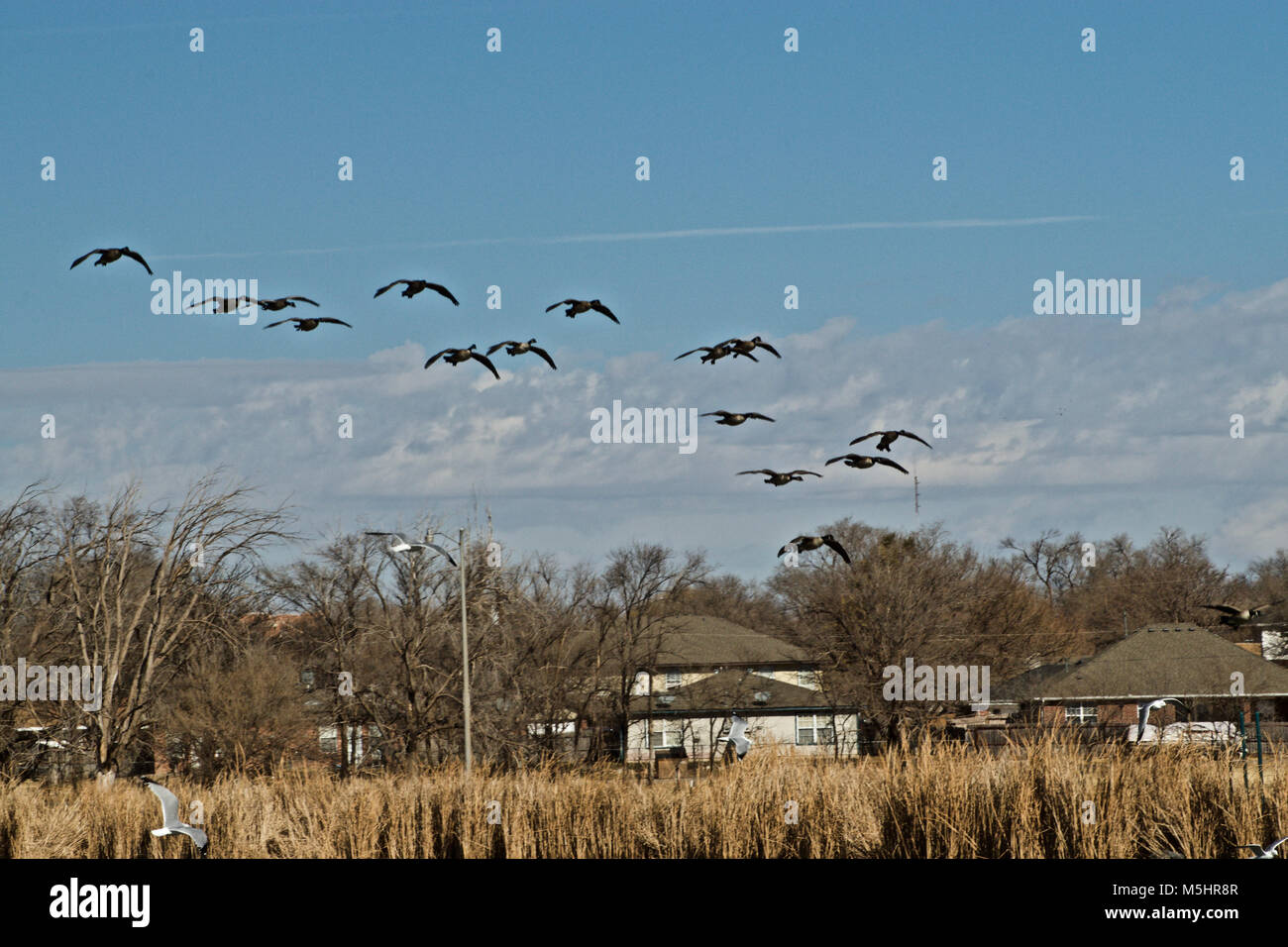 Kanada Gans Herde Landung auf Lindsey Park Public Angelsee, Canyon, Texas Stockfoto