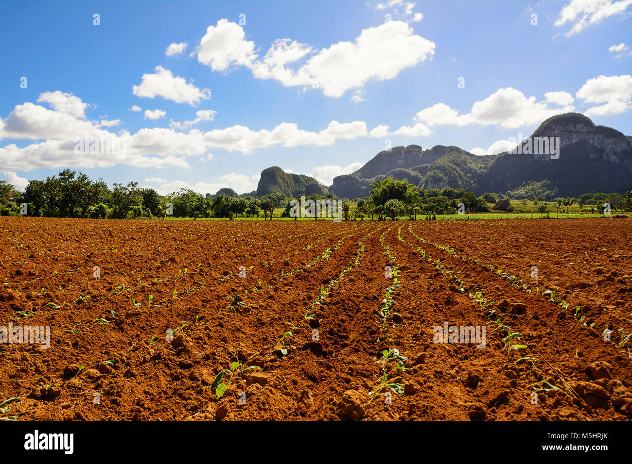 Junge Tabak Plantage im Tal von Vinales in Kuba Stockfoto