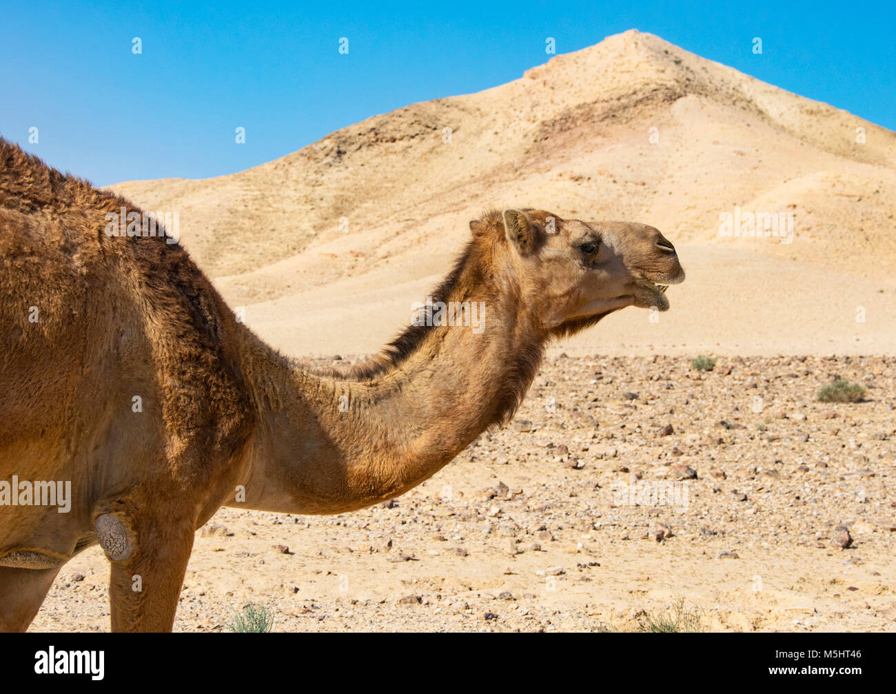 Nahaufnahme von Kopf und Schulter von einem Kamel in der Wüste Stockfoto