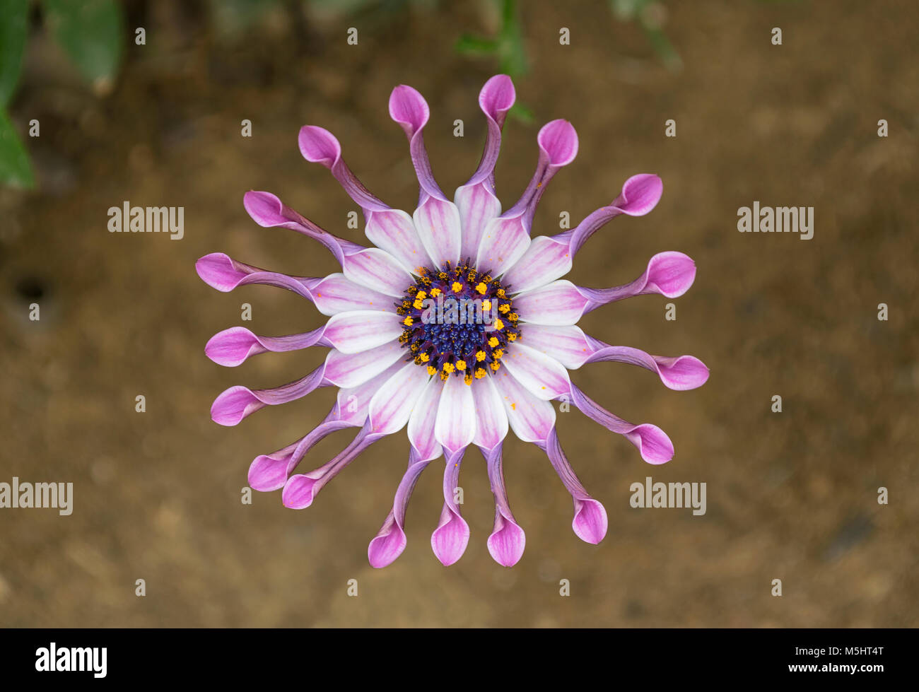 Nahaufnahme von Lavendel Afrikanischen whirligig daisy flower Stockfoto