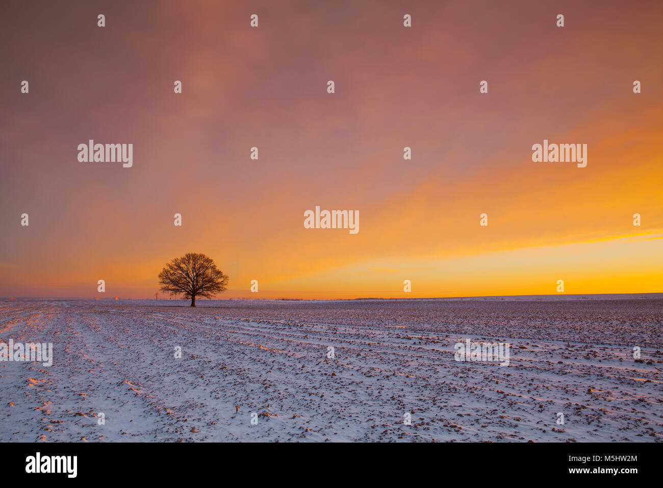 Denkwürdige Baum auf dem Feld in der frostigen Morgen. Herrliche Winterlandschaft. Stockfoto