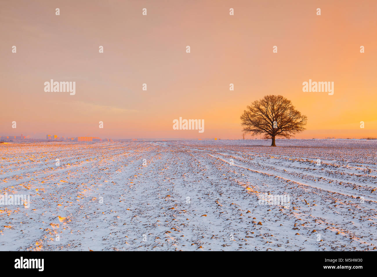 Denkwürdige Baum auf dem Feld in der frostigen Morgen. Herrliche Winterlandschaft. Stockfoto