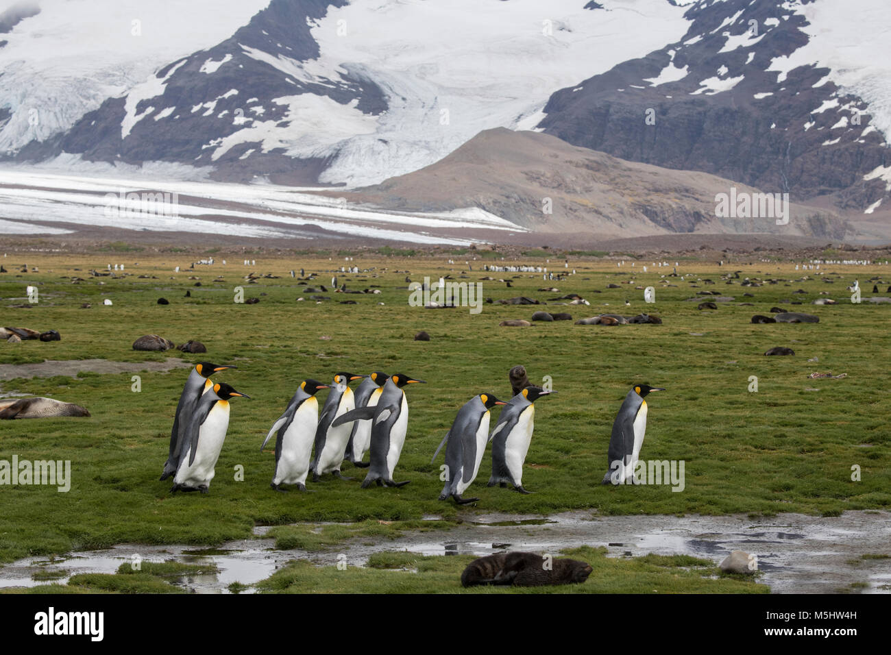 Südgeorgien, Salisbury Plain. König Pinguine und Seehunde im typischen tussock Gras Lebensraum. Stockfoto