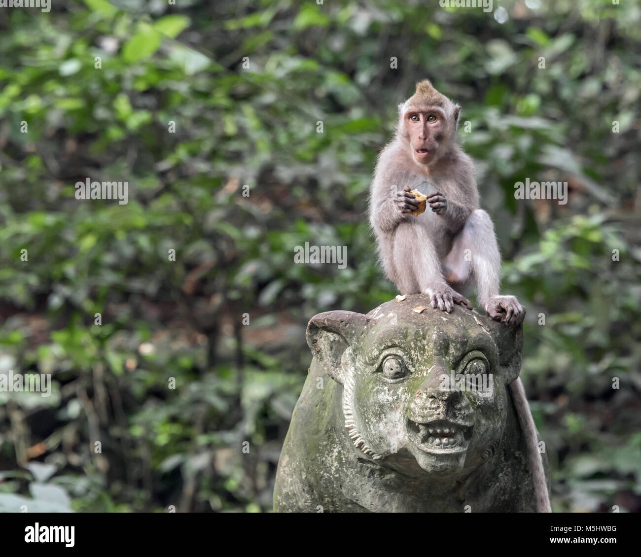 Balinesische Long-tailed macaque sitzen am Kopf der Statue Essen, Monkey Forest, Ubud, Bali Stockfoto