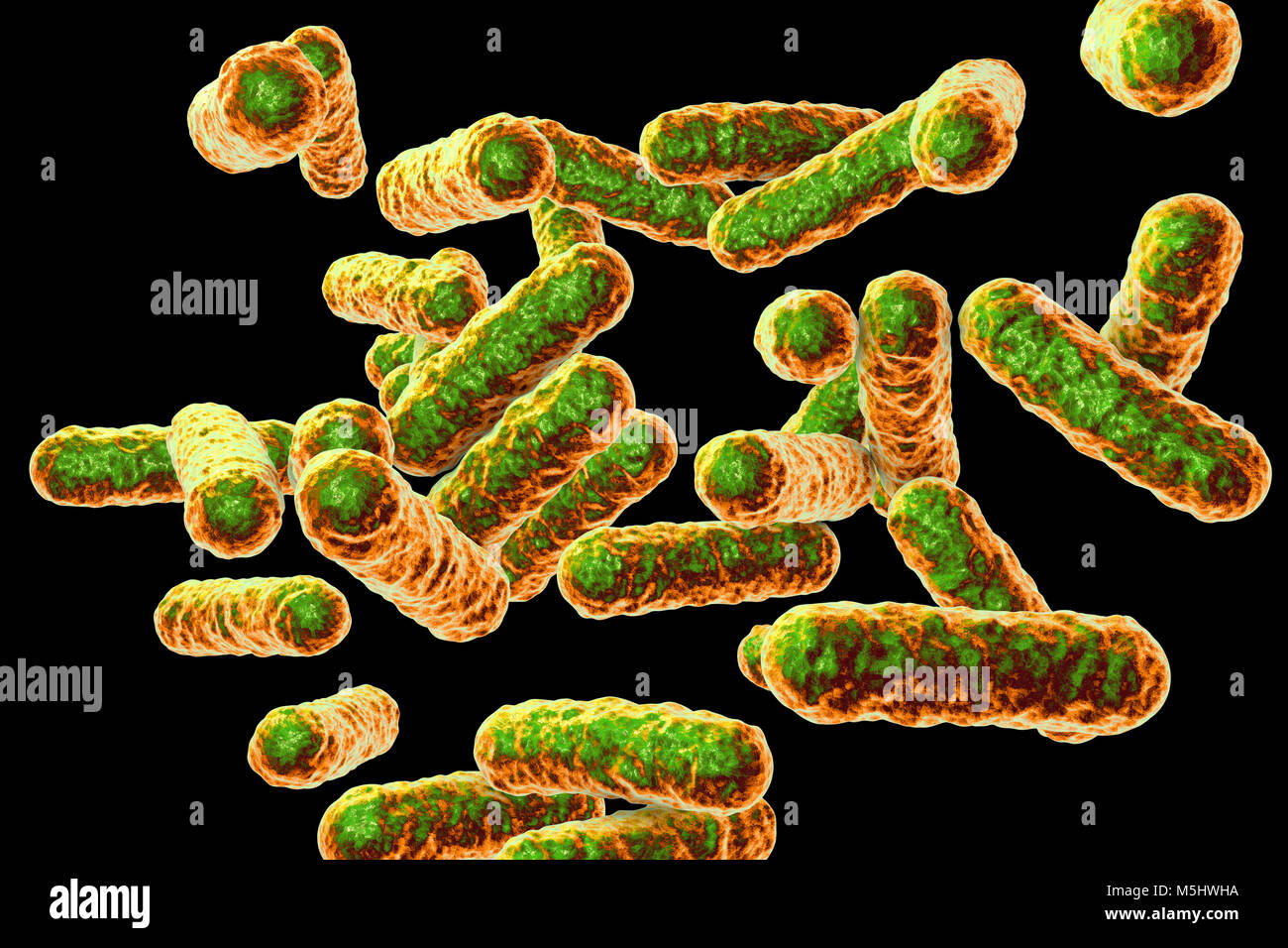 Bartonella quintana Bakterien, Illustration. Dies ist der Erreger der Graben Fieber und war früher als Rochalimaea Bakterien bekannt. Stockfoto