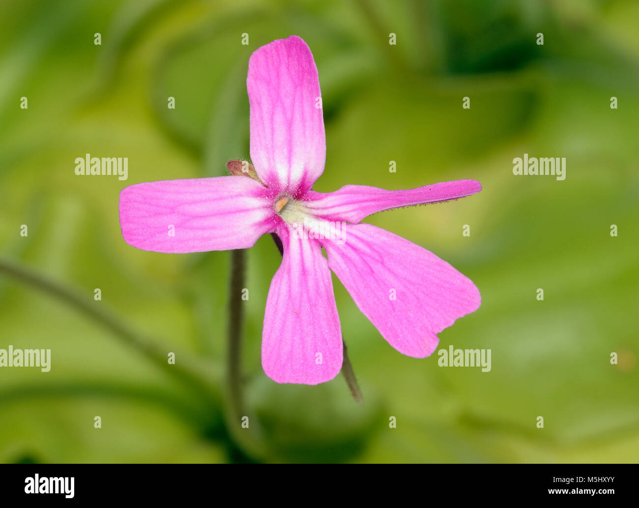 Pinguicula Moranensis - eine Art von Fettkraut, Rosette bildenden Insektenfresser Kraut stammt aus Mexiko und Guatemala Stockfoto