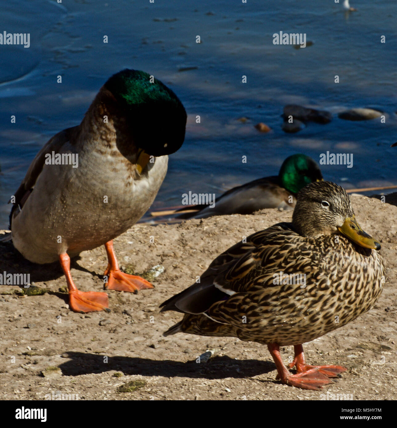 Stockente Paar am Rest Canyon, Texas Stockfoto