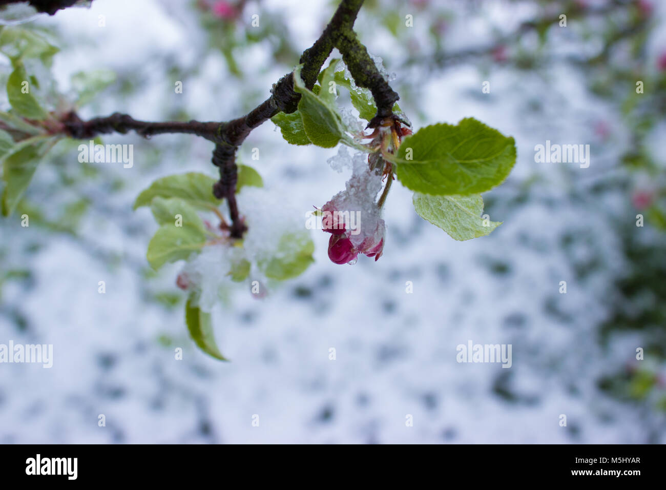 Rückkehr von Winter zu Frühling. Snowy apple Blüten. Stockfoto