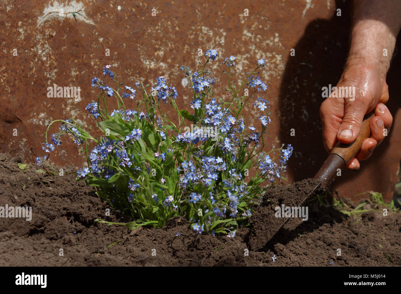 Ältere Menschen verpflanzen Blumen in seinem Garten Stockfoto