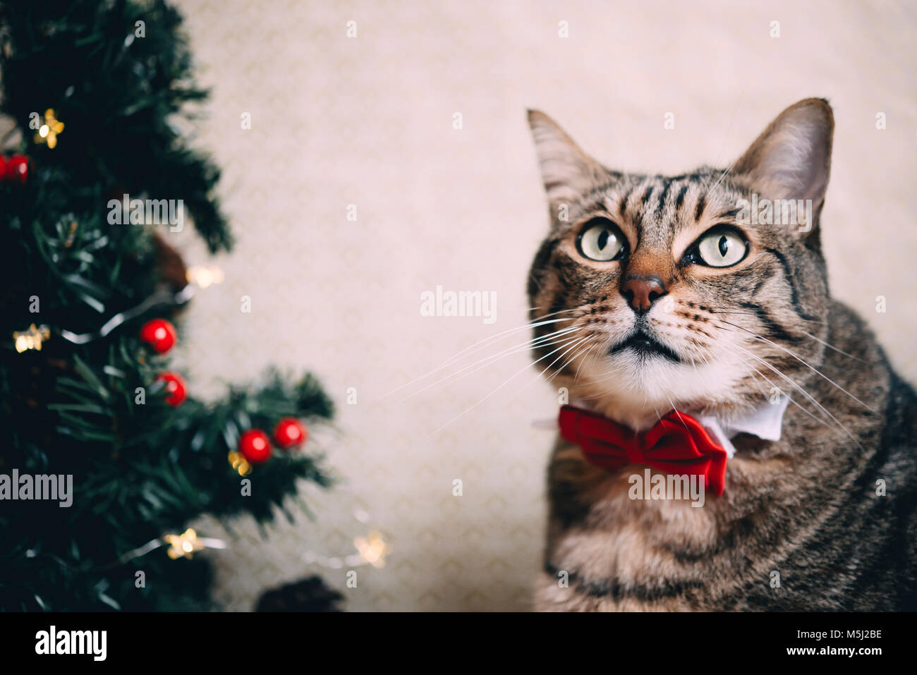 Portrait von tabby Katze mit Kragen und roter Schleife binden an Weihnachten Stockfoto