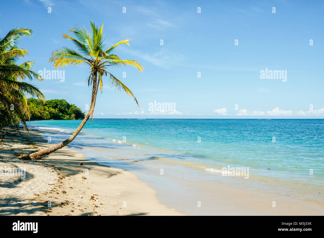 Costa Rica, Limon, Strand mit Palme im Nationalpark Cahuita Stockfoto