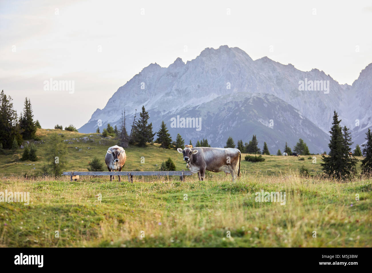 Österreich, Tirol, Mieminger Plateau, Kühe auf bergwiese Stockfoto