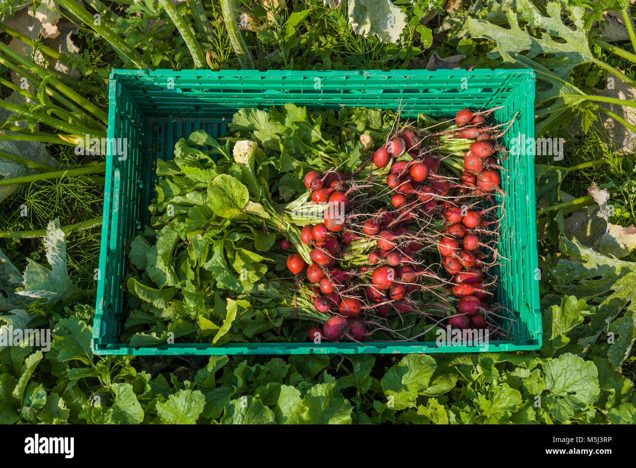 Red radish -Fotos und -Bildmaterial in hoher Auflösung – Alamy