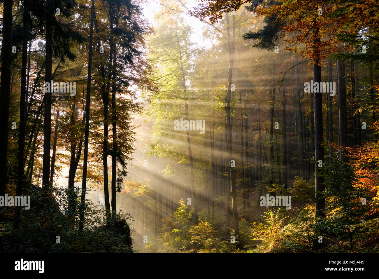 Morgennebel im Wald nahe Gundlfing bei Riedenburg, Naturpark Altmühltal, Niederbayern, Bayern, Deutschland Stockfoto