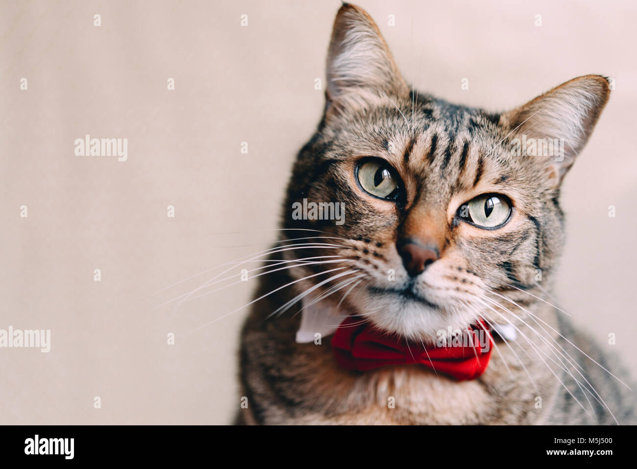 Portrait von tabby Katze mit Halsband und red Bow Tie Stockfoto