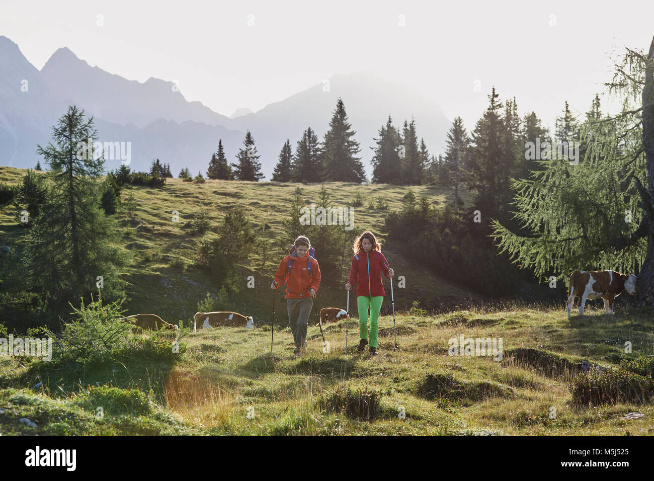 Österreich, Tirol, Mieminger Plateau, Wanderer zu Fuß auf Almwiese mit Kühen Stockfoto