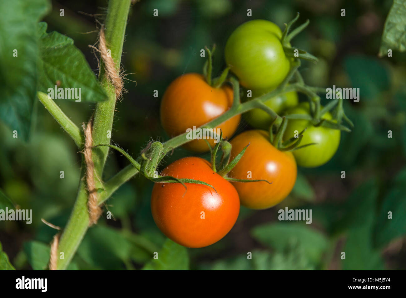 Tomaten wachsen auf tomatenpflanze Stockfoto