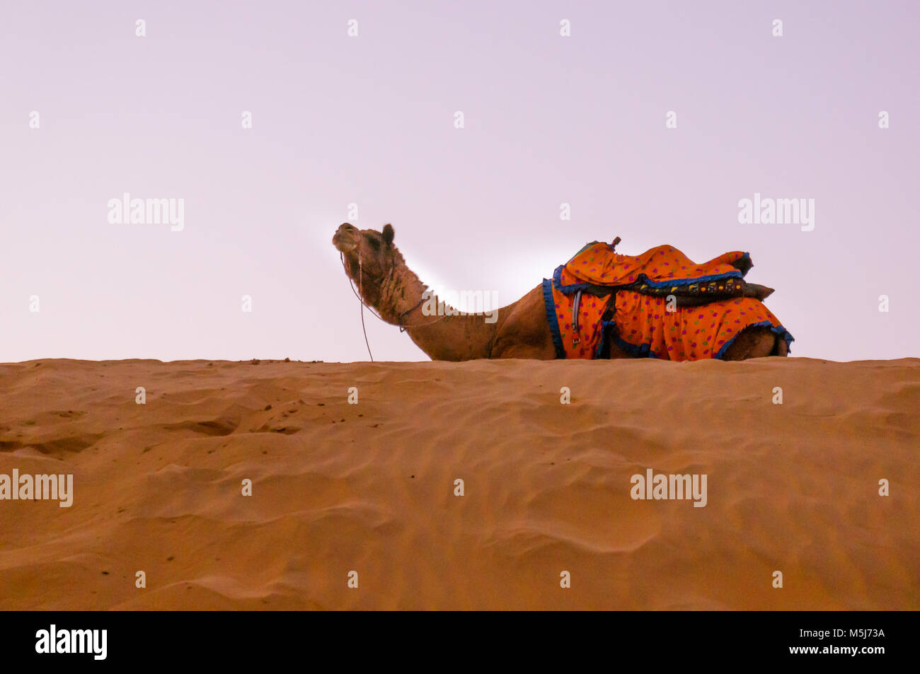 Kamel saß oben auf der Sanddünen. Summe ist ein beliebtes Reiseziel mit mehreren Cames um. Das Kamel ist das Tragen von Orange Outfits Stockfoto