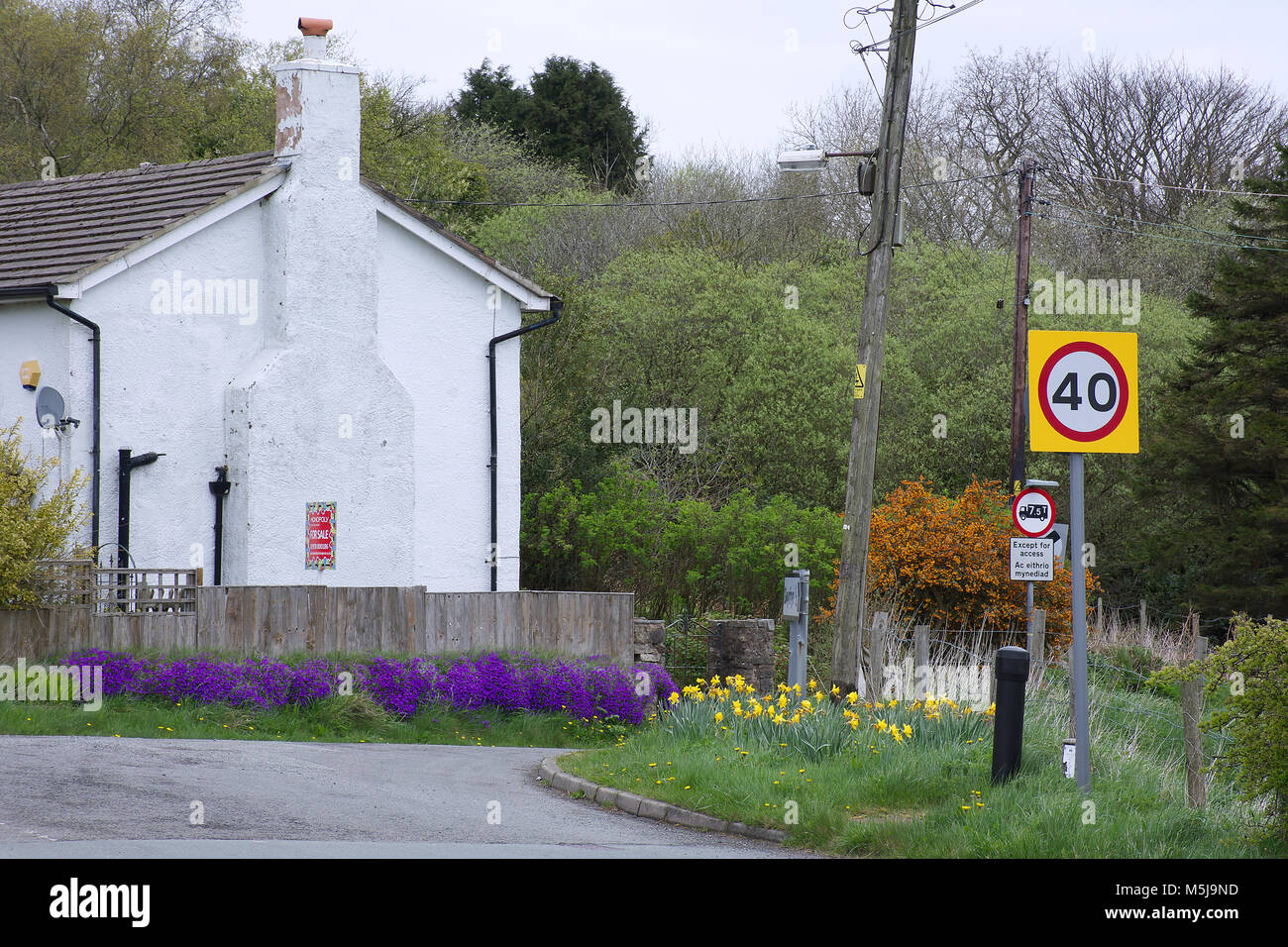 Geschwindigkeitsbegrenzung auf britische Landschaft Road, North Wales, Vereinigtes Königreich. weißes Gebäude und Blumen am Straßenrand im Hintergrund. Ländliche Lage im Frühling. Stockfoto