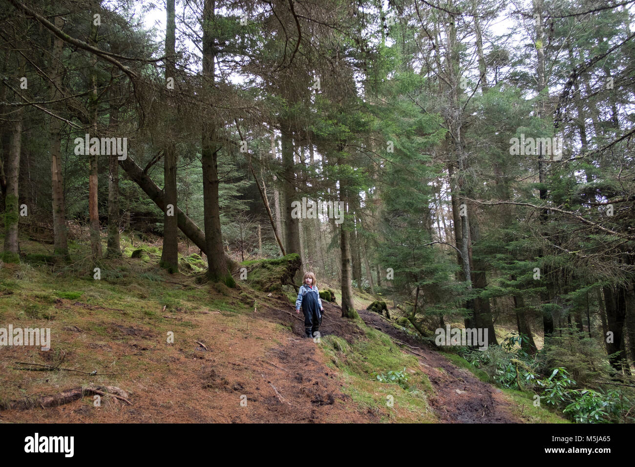 Ein Junge allein im Wald spielen in Schottland, Großbritannien. Stockfoto