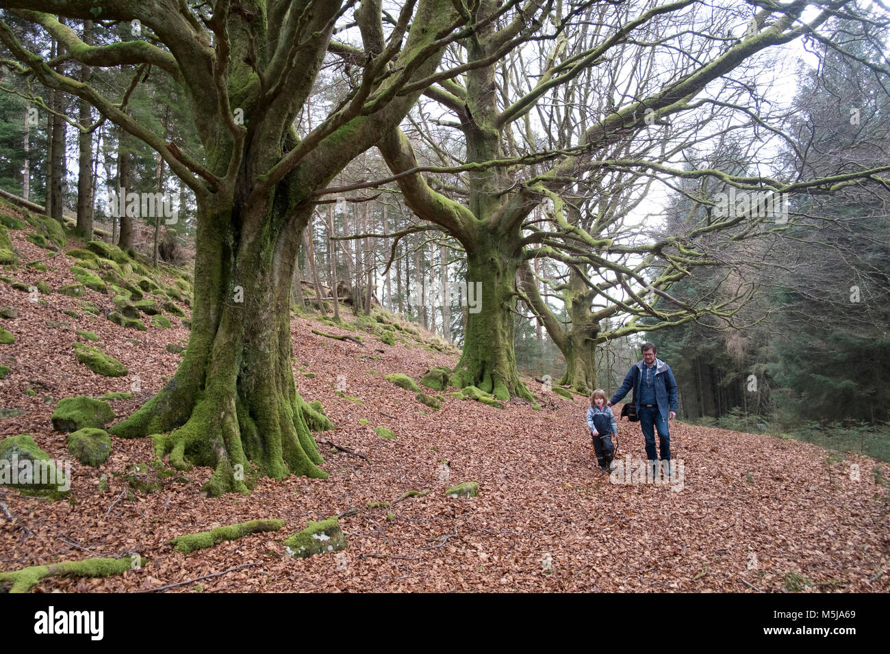 Vater und Sohn gehen in einen Wald in Schottland, Großbritannien. Stockfoto
