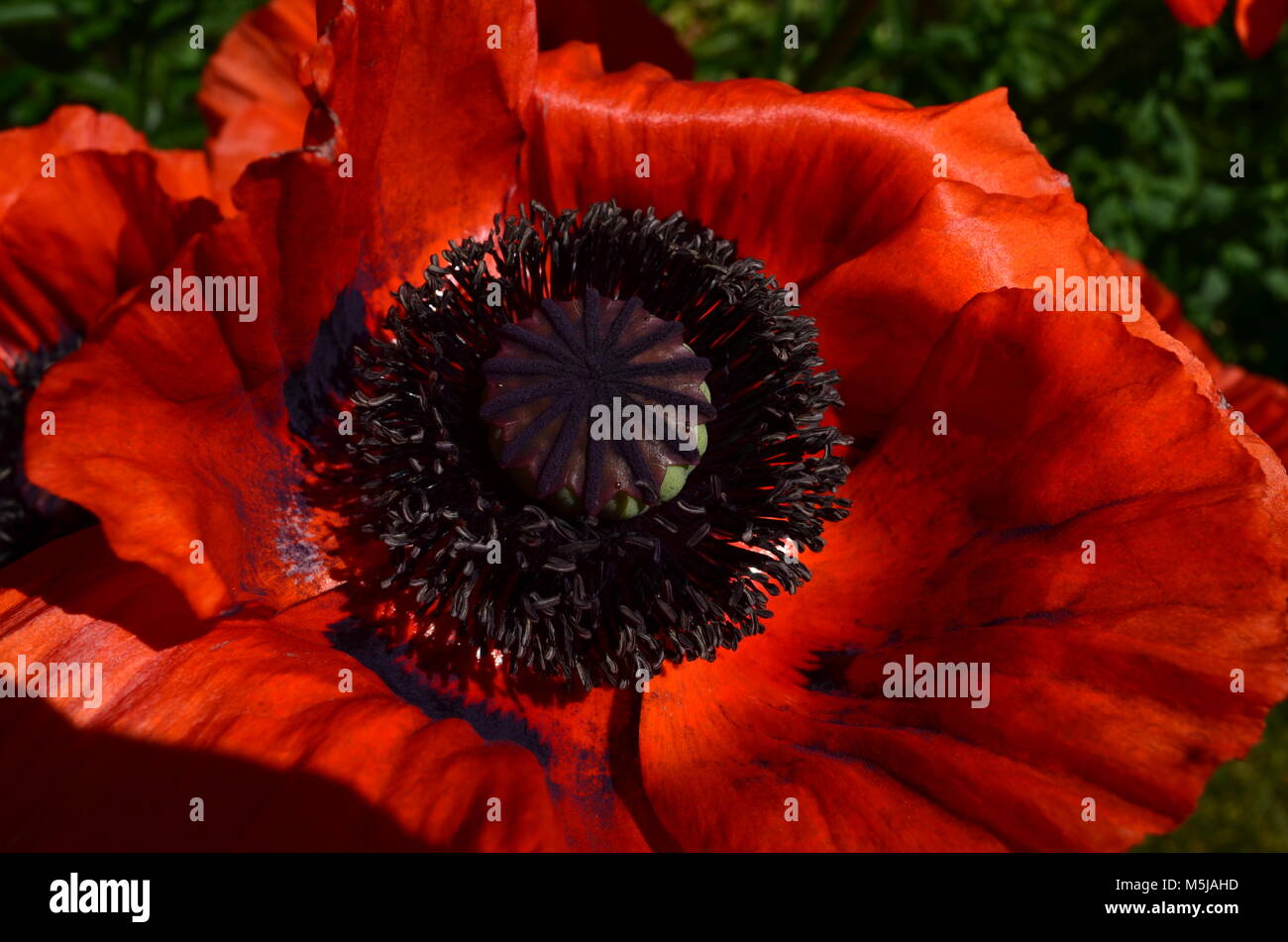 Atemberaubende Zierpflanzen orange Mohn Blüte im Frühjahr und Frühsommer. Stockfoto