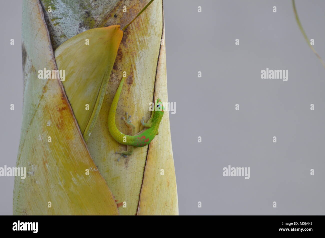 Ein grüner Gecko auf einem Palm Tree Herumkriechen auf eine Palme in Hawaii Stockfoto